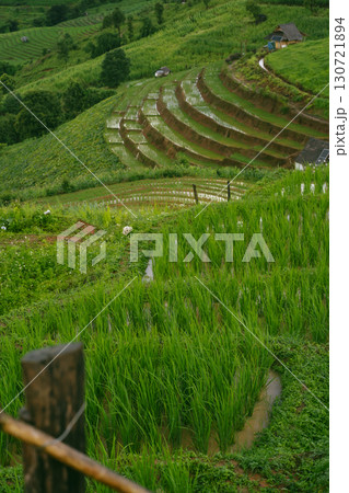 ecology travel with camping outdoor relax in rice field at chiangmai thailand in raining season ecology travel with camping outdoor relax in rice field at chiangmai thailand in raining season 130721894