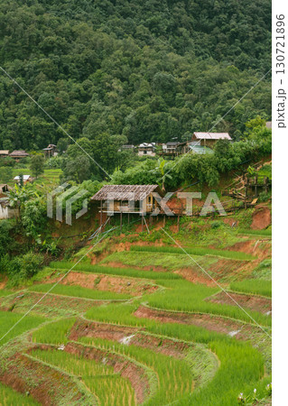 ecology travel with camping outdoor relax in rice field at chiangmai thailand in raining season 130721896
