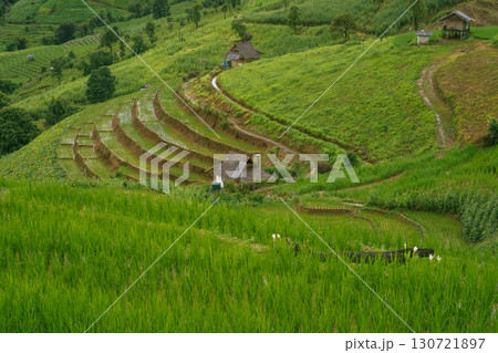 ecology travel with camping outdoor relax in rice field at chiangmai thailand in raining season 130721897