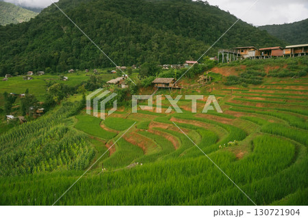 ecology travel with camping outdoor relax in rice field at chiangmai thailand in raining season 130721904