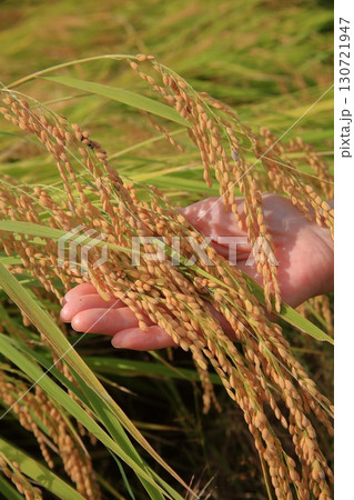 稲穂 130721947