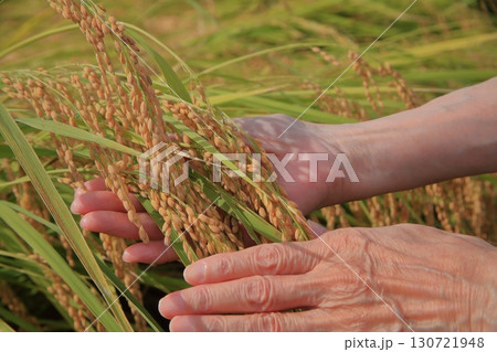 稲穂 130721948