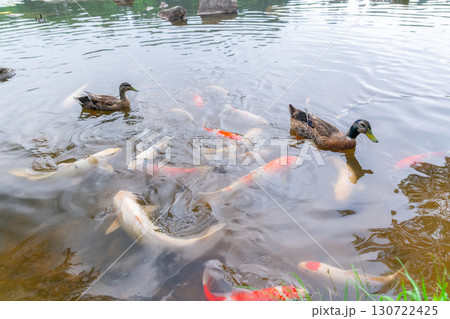 泳ぎ回る鯉と鴨 130722425