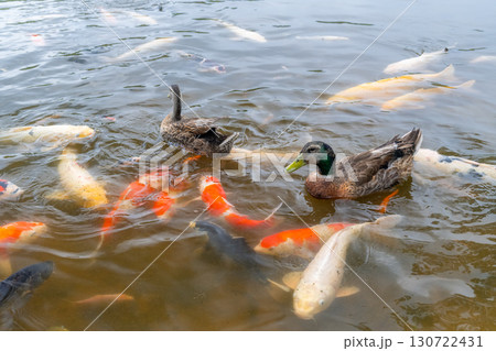 鴨の周りを泳ぐ鯉 130722431