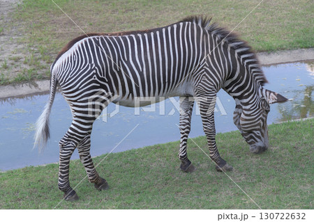 シマウマが池の端で草を食べる シマウマが池の端で草を食べる 130722632