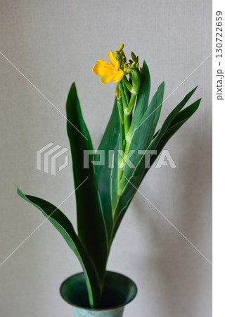 祇園祭の花　檜扇 130722659