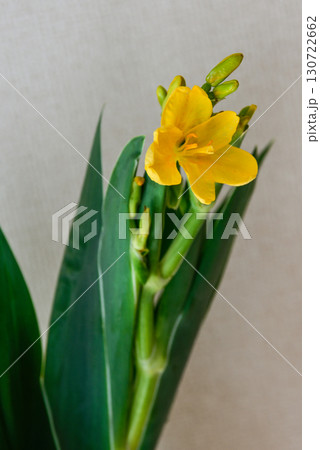 祇園祭の花　檜扇 130722662