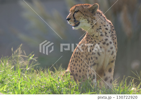 目を閉じれば遠くに秋の足音がするとチーターはいう 130722920