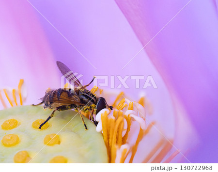 花にとまるアブ 花にとまるアブ 130722968