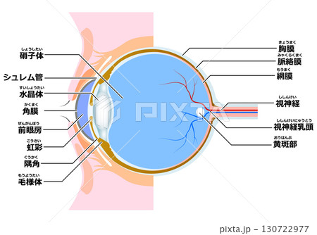 眼の構造（断面） 130722977