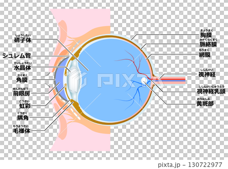 眼の構造（断面） 130722977