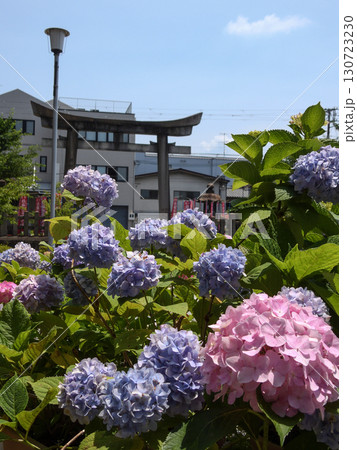 六孫王神社　紫陽花 130723230