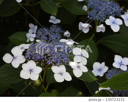 六孫王神社　紫陽花 130723231