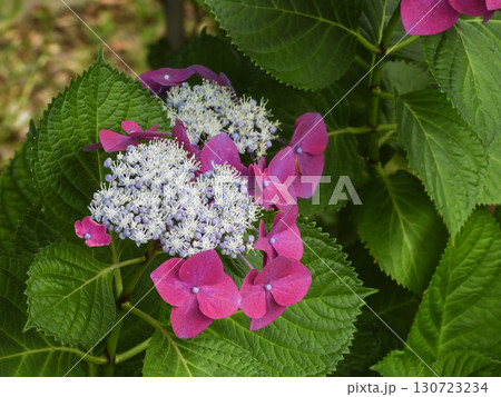 六孫王神社 紫陽花 六孫王神社 紫陽花 130723234