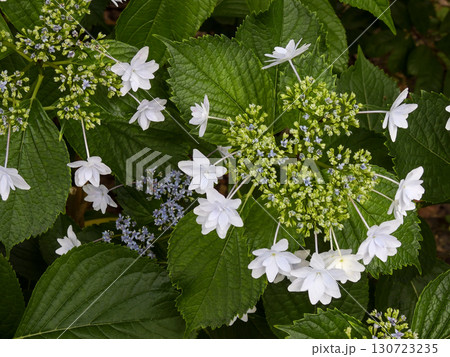 六孫王神社　紫陽花 130723235