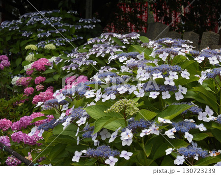 六孫王神社 紫陽花 六孫王神社 紫陽花 130723239