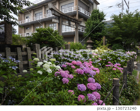 六孫王神社　紫陽花 130723240