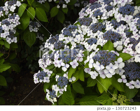 六孫王神社　紫陽花 130723243