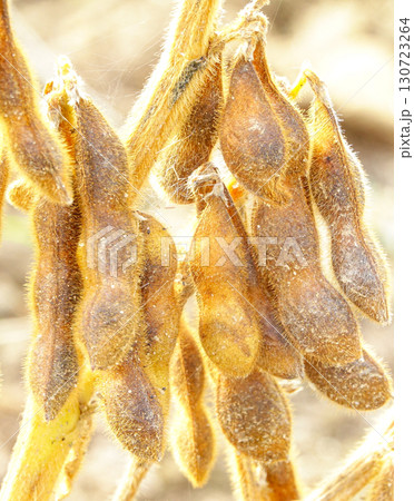 秋の北海道の大豆畑のたわわに実った収穫目前の大豆 130723264