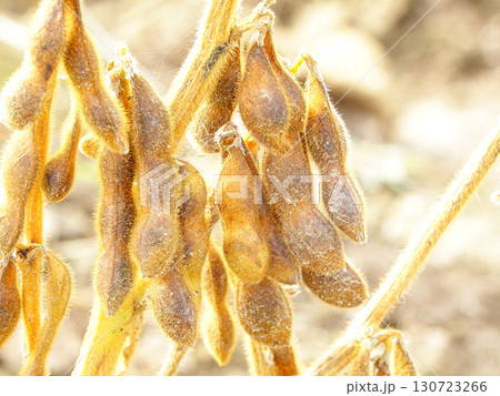 秋の北海道の大豆畑のたわわに実った収穫目前の大豆 130723266