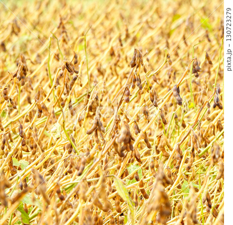 秋の北海道の大豆畑のたわわに実った収穫目前の大豆 130723279