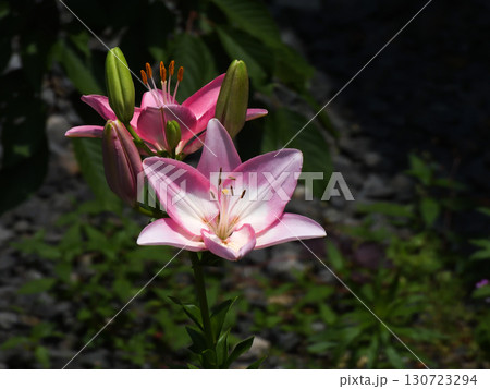 六孫王神社　百合 130723294