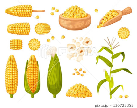 Cartoon sweet corn plants. Maize harvest, farm product, vegetable agriculture elements, spikelets and grains in wooden bowl, popcorn, yellow cobs, plant with leaves classy vector isolated set 130723353