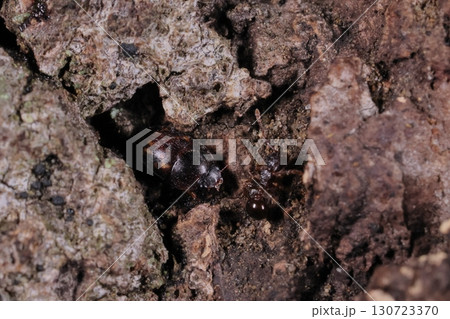 生き物　昆虫　キボシコオニケシキスイ、先端の丸い球棹状の触角とがっしりした大あご 130723370