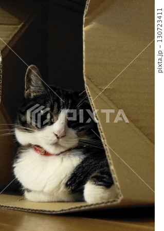 箱に入った猫 箱に入った猫 130723411