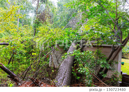 Large fallen tree has collapsed onto building, surrounded by dense greenery, following heavy rainfall, strong winds. 130723480