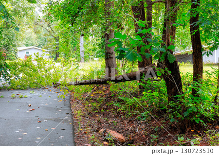 Large tree lies across road, obstructing traffic in quiet residential area after summer storm. 130723510