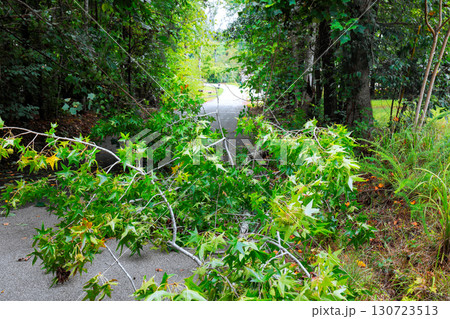 Branches clutter trail in forested area following recent storm, creating natural barrier to passage. 130723513