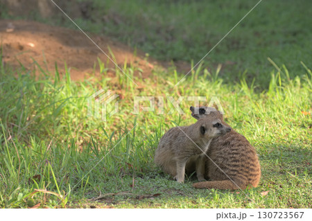 カラスの飛ぶ全方位を警戒するミーアキャット 130723567
