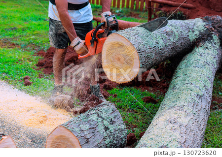 Worker uses chainsaw to cut large log on works day in natural setting with after tornado 130723620