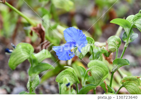 オオボウシバナ　Large asiatic dayflower 130723640
