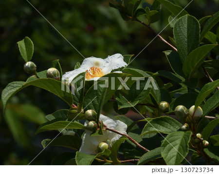 六孫王神社　夏椿 130723734