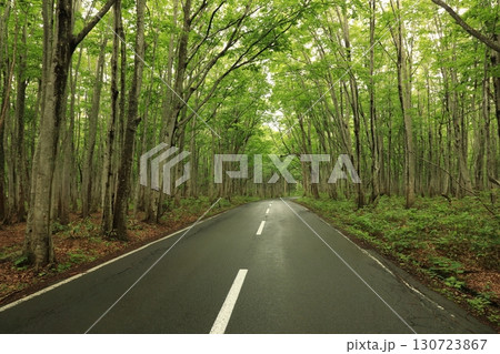 白神山地を走る道路のブナ林 130723867