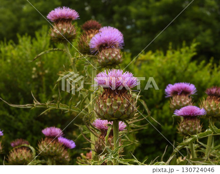 アーティチョーク アーティチョーク 130724046