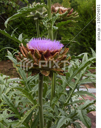 アーティチョーク 130724051