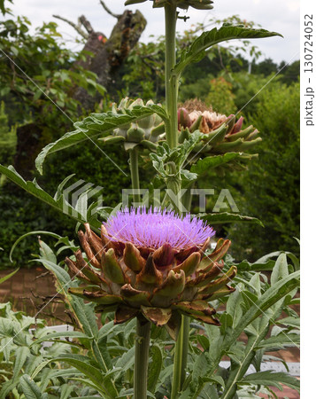 アーティチョーク 130724052
