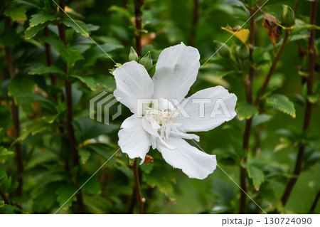 ムクゲ「白祇園守」 White Gionmamori Hibiscus ムクゲ「白祇園守」 White Gionmamori Hibiscus 130724090