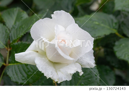 バラ（マーガレット メリル） 130724143