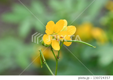 ハブソウ Coffee Senna ハブソウ Coffee Senna 130724357