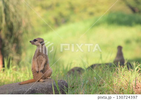 音のする方を見ようとする警戒中のミーアキャット 130724397
