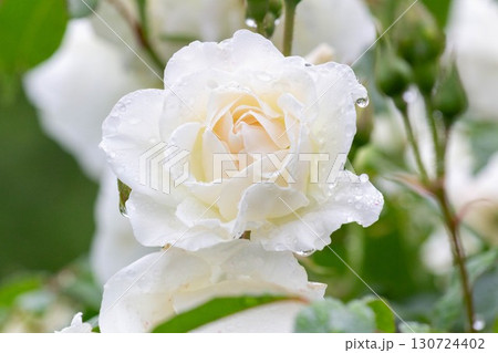 バラ(夢香) バラ(夢香) 130724402