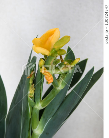 祇園祭の花 檜扇 祇園祭の花 檜扇 130724547