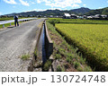 黄金色に実った稲 130724748