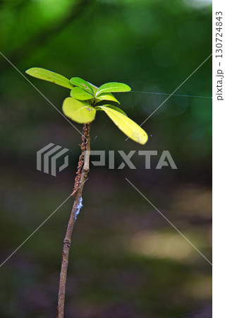 夏の光を浴びて輝く木の葉達 夏の光を浴びて輝く木の葉達 130724843