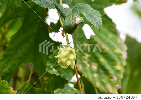 ビールの原料 ホップ Hop beer Ingredients ビールの原料 ホップ Hop beer Ingredients 130724857