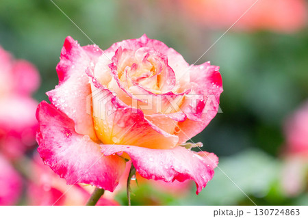 バラ(ピュアポエトリー) バラ(ピュアポエトリー) 130724863